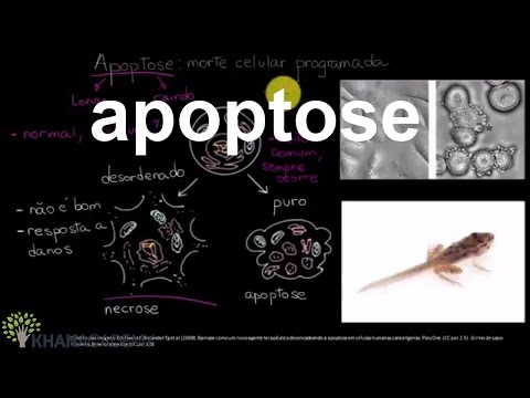 apoptose | Biologia do desenvolvimento | Biologia | Khan Academy