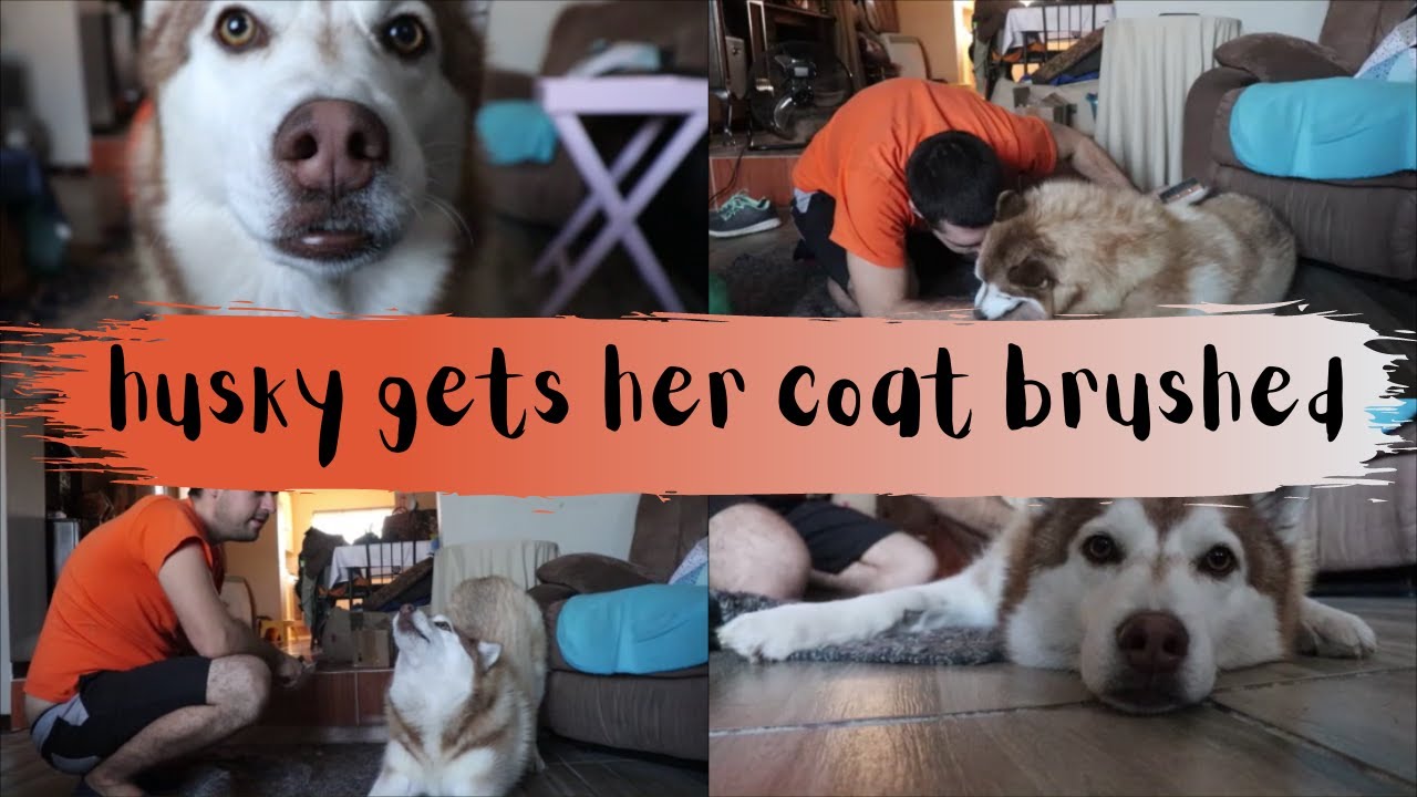 Husky doesn't like to be brushed YouTube