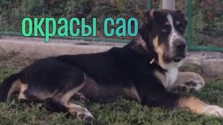 Необычные Окрасы Алабаев Или Сао