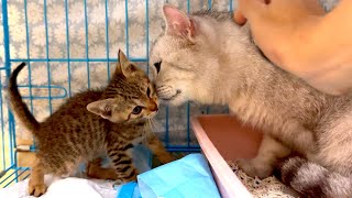 [CC SUB] Mother cat breaks through owner's obstruction to comfort strange kitten