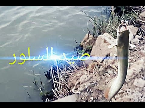 فيديو: كيف تصطاد سمك السلور