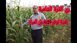 ممارسة زراعية أثناء ري الذرة الشامية توفر استهلاك المياه وتزيد إنتاجية الفدان