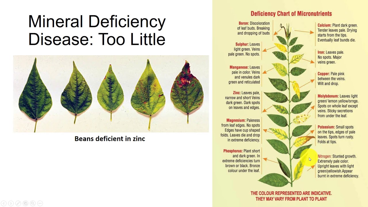 Soil and Mineral Nutrition