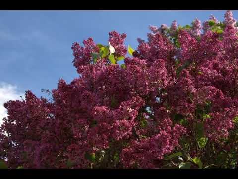 ჰიმნი სიცოცხლეს