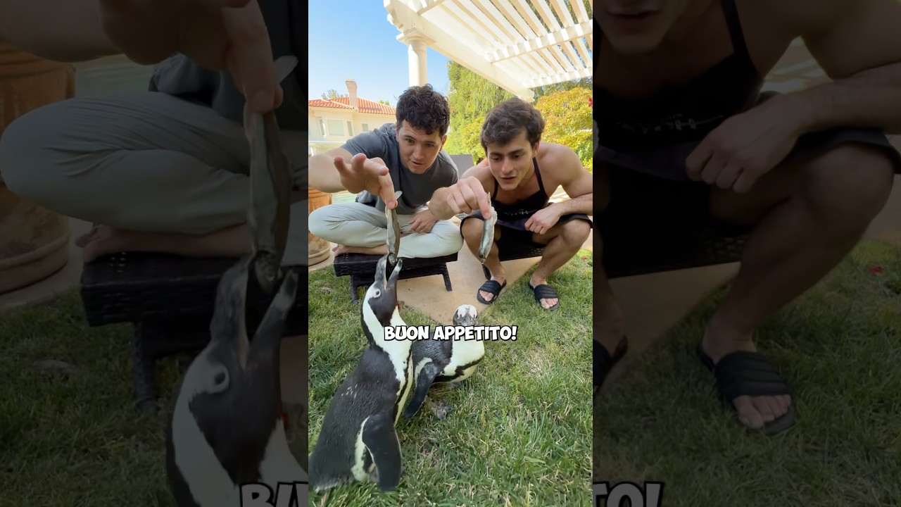 Cooking For Penguins ​⁠@NickDiGiovanni