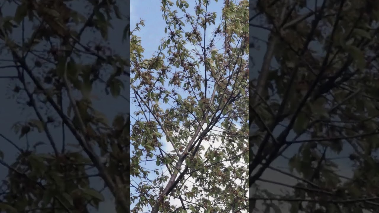 Kirschbaum im Wandel der Zeit. 