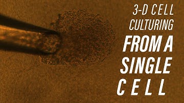 3D Cell Culturing from a Single Cell