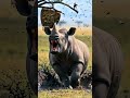 수만 마리의 벌이 코뿔소의 피부를 찢어놓았다 (Tens of Thousands of Bees Tore Through the Rhino's Skin)