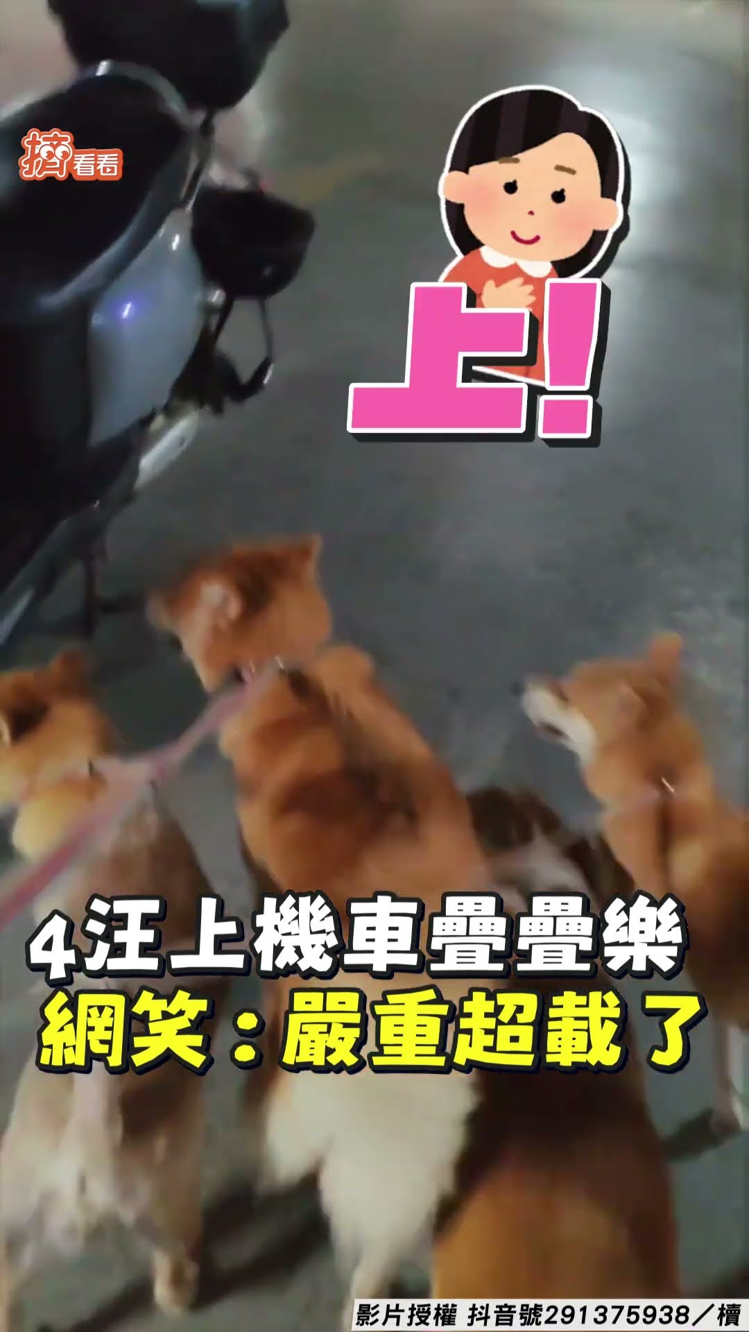 4汪上車「柯基卡住」短腿狂甩 「萌犬疊疊樂」網笑:嚴重超載了｜TVBS新聞@TVBSNEWS01