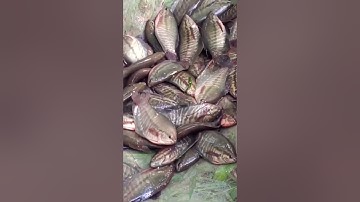 Nuôi Cá Sặc Rằn Kiểu Gì Hiệu Quả Kinh Tế Cao