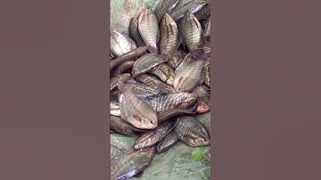 Nuôi Cá Sặc Rằn Kiểu Gì Hiệu Quả Kinh Tế Cao