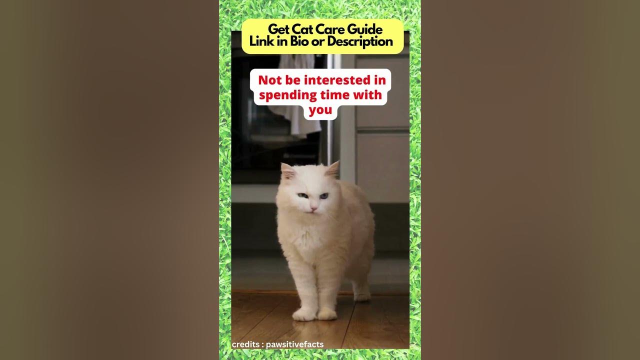 Signs Your Cat Hates You Cat Facts shorts YouTube