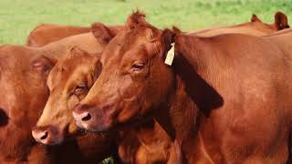 Red Angus Australia 2018