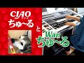 エレクトーン ちゅーる いなば「CIAOちゅ〜る」と「Wanちゅ〜る」のCM曲をエレクトーンで弾いて、ウチの犬の動画を足しました。