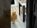 Кенни не может дождаться когда остынет индейка😅 #cute #суперсобака #шпиц