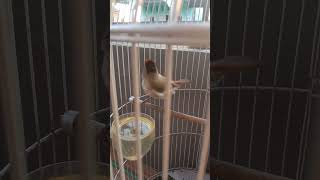 Download Lagu ASI TOPI SISIK BURUNG LANGka suaranya mantabs untuk isian MP3 Download Lagu ASI TOPI SISIK BURUNG LANGka suaranya mantabs untuk isian MP3