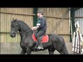 Friesian Horse Apollo shows how adaptable he is. He is a Good Boy for his beginner rider Rens