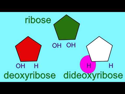 Video: Hvorfor avslutter et dideoksyribonukleotid en voksende DNA-streng?