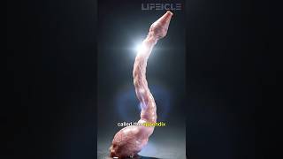 Your “Useless” Appendix Has a Purpose 😳