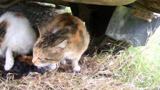 Кошка принимает роды у своей подруги Кошка принимает роды у своей подруги