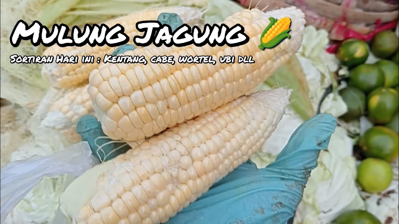 Mulung jagung 🌽 dari sisa sortiran pedagang Sayur ‼️
