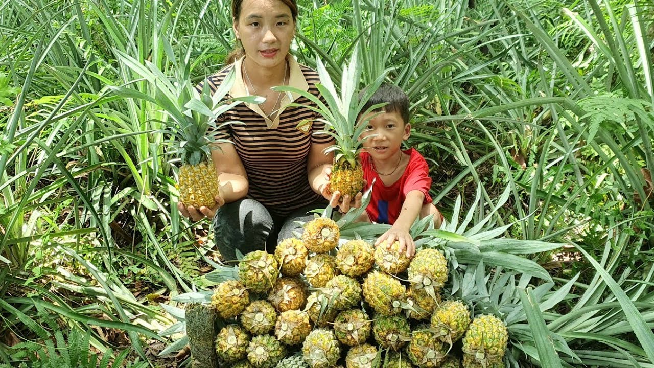 Harvest Pineapple Garden Goes to the market sell -Hanh Free Life - YouTube