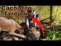 Cachorro encontra um TESOURO enterrado e deixa fazendeiro CHOCADO !!! [ Jack Charles ]