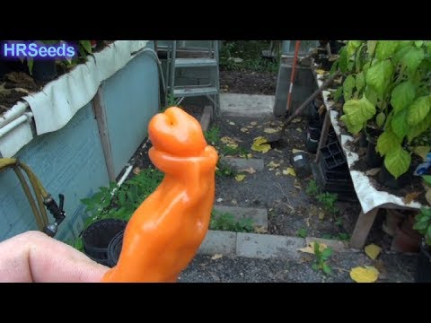 Orange Peter Pepper Capsicum Annuum Var Annuum Pod Review 