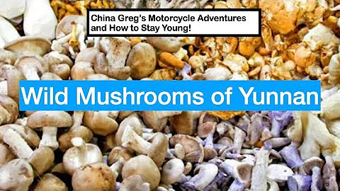 Wild Mushrooms of Yunnan - DayDayNews