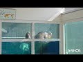【セイウチ】陸に上がりそうで上がらないツララといちこ@鳥羽水族館
