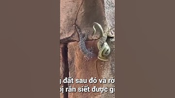 Rắn lục cườm bó tay khi gặp con mồi chịu chơi hết bóp