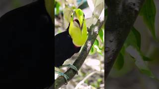 Aventura na Selva: Toucan &amp; Tribal Hunter Skills! 🏹 #wildlife #shorts
