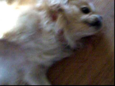 Christy My Dog having an Epileptic Seizure watch v=t4ky65H riA