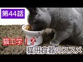 第44話　新しいごはん用食器を買ってみた！【猫壱　脚付フードボウル】