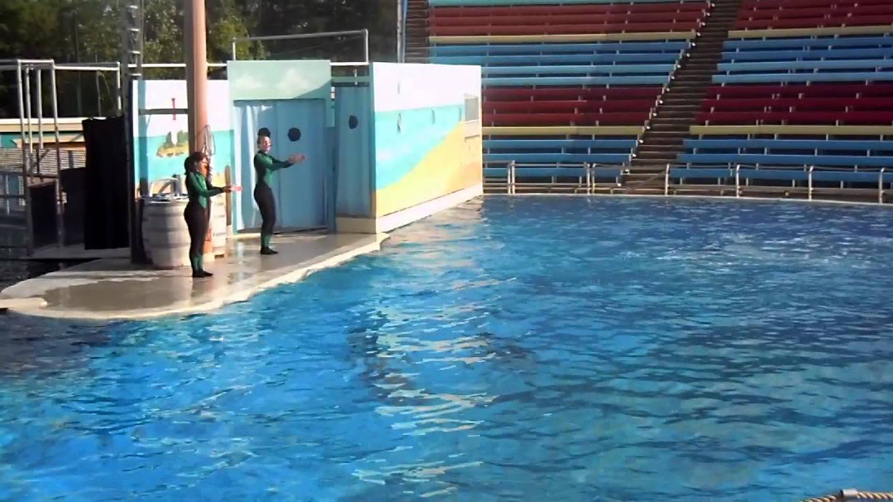 Six Flags Dolphin Show Schedule Today