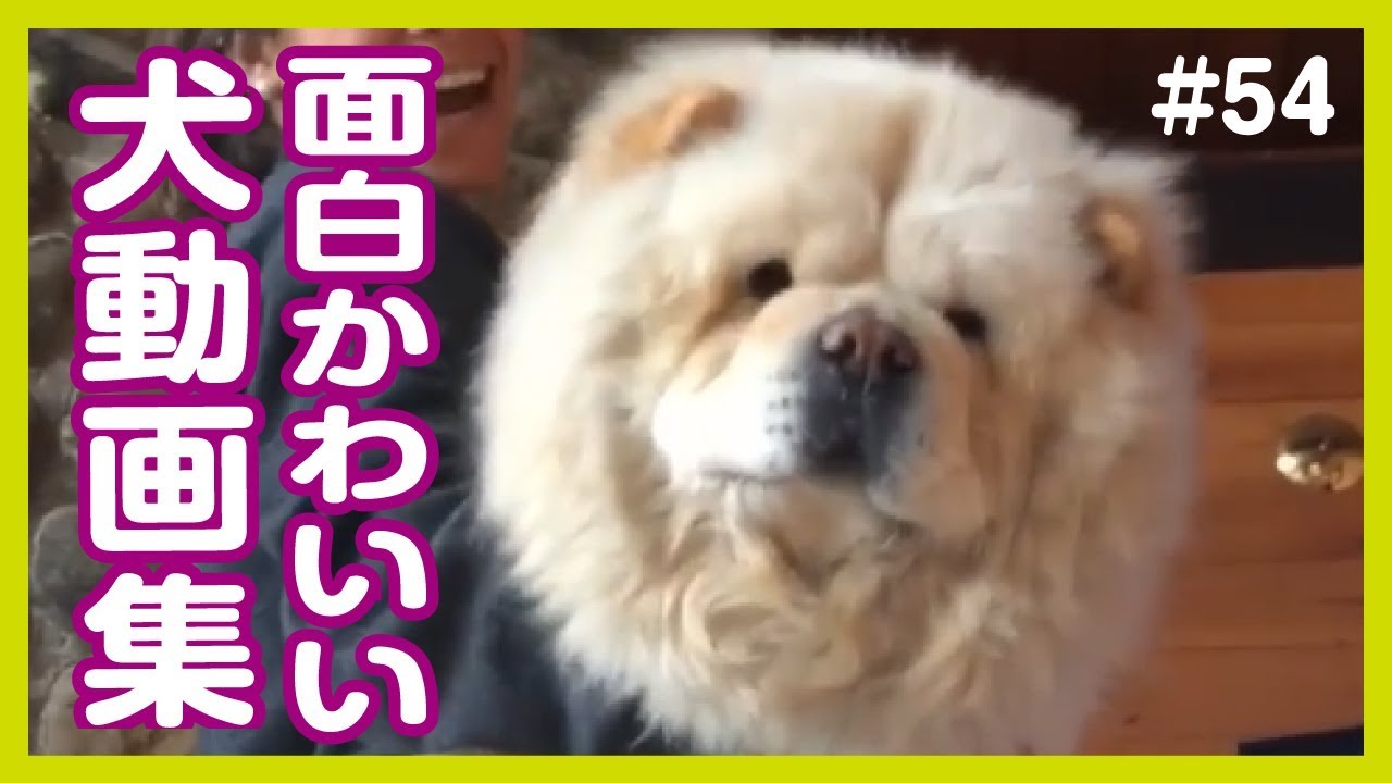 面白わんちゃん 爆笑 おもしろかわいい犬動画集 54 Youtube