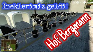 HOF BERGMANN ÇİFTLİĞİ İNEKLERLE DOLDURDUK. FARMİNG SİMULATOR 2019 ROLEPLAY YAPIYORUZ. BÖLÜM 14