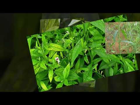 How to Plant Andrographis Paniculata For Medicinal Plants At Home