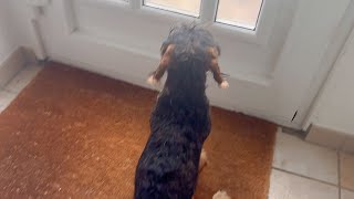 Dachshund Teddy's crisis: Dad left without saying goodbye ❤️