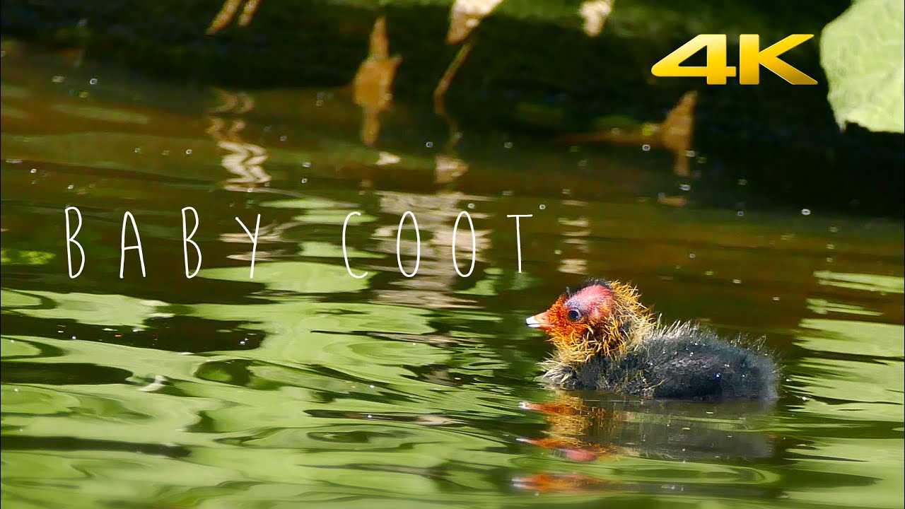 Baby Coot's in 4K - Panasonic FZ1000