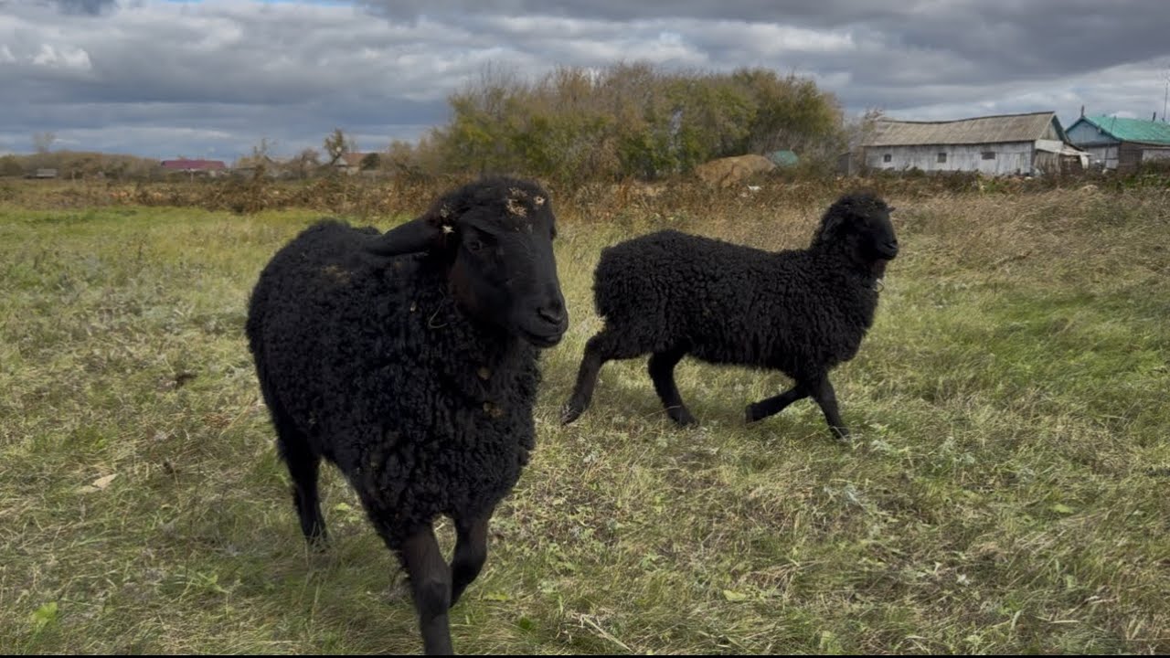 А может ОВЕЦ завести? 🤔🤭 гусь улетел😱 