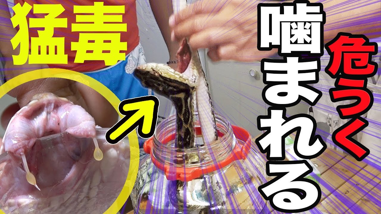 ハブ 酒 作り方