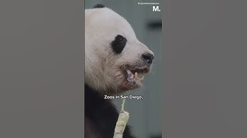 All Pandas in US Will Return to China
