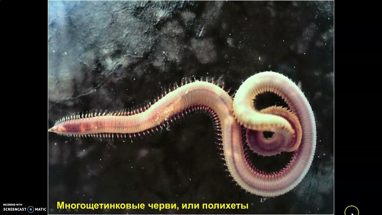 Видеть червей. Видеть червей. Видеть червей. Красный калифорнийский червь. Приснились черви белые.