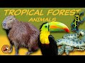 Tropical Forest Biome Quiz