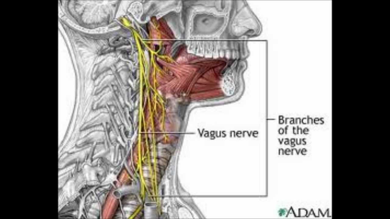 Воспаление блуждающего нерва. Блуждающий нерв и его шейный отдел. Блуждающий нерв анатомия шейный отдел. Менингеальная ветвь нерва. Блуждающий нерв в области шеи.