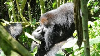 Getting Close: Rwanda Mountain Gorillas
