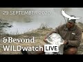 WILDwatch Live | 29 September 2020 | Afternoon Safari | Africa