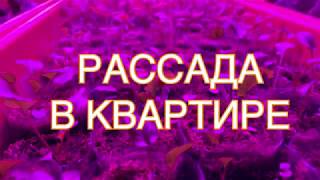 КАК РАЗМЕСТИТЬ БОЛЬШОЕ КОЛИЧЕСТВО РАССАДЫ ДОМА? СТЕЛЛАЖ, ПОДОКОННИК и ЛАМПЫ! КАК РАЗМЕСТИТЬ БОЛЬШОЕ КОЛИЧЕСТВО РАССАДЫ ДОМА? СТЕЛЛАЖ, ПОДОКОННИК и ЛАМПЫ!