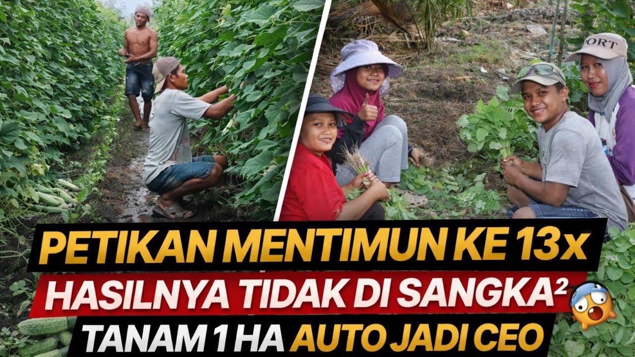 SERING DI ANGGAP REMEH PARA PETANI TANAMAN INI, BISA UNTUNG BESAR, TRANSMIGRASI KALIMANTAN